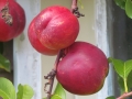 Nectarine-Fruit-Garden-Home-grown-Photo-01