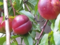 Nectarine-Fruit-Garden-Home-grown-Photo-02