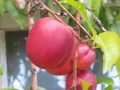 Nectarine-Fruit-Garden-Home-grown-Photo-03
