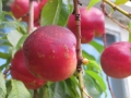 Nectarine-Fruit-Garden-Home-grown-Photo-04