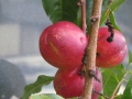 Nectarine-Fruit-Garden-Home-grown-Photo-05