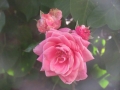 Pink-Rose-Close-up-Flower-Garden-Photo-01