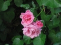 Pink Rose-Flower-Garden-Photo-02