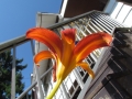 Orange-Lily-Flower-Garden
