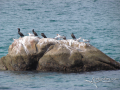 Birds-Cormorant-Elegant-Tern-Rock-Puerto-Vallarta-Photo-01