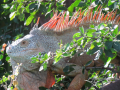 Iguana-Puerto-Vallarta-Photo-01