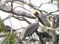 Pelican-Puerto-Vallarta-Photo-03