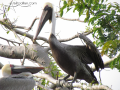 Pelican-Puerto-Vallarta-Photo-04
