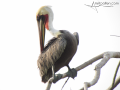 Pelican-Puerto-Vallarta-Photo-05