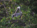 Pelican-Puerto-Vallarta-Photo-06