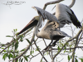 Pelican-Puerto-Vallarta-Photo-07