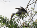 Pelican-Puerto-Vallarta-Photo-08