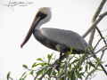 Pelican-Puerto-Vallarta-Photo-09