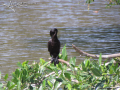 Cormorant-Bird-Rio-Cuale-River-Puerto-Vallarta-Photo-01