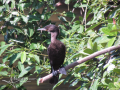 Cormorant-Bird-Rio-Cuale-River-Puerto-Vallarta-Photo-02