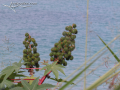 Spiky-Plant-Puerto-Vallarta-Photo-01