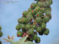 Spiky-Plant-Puerto-Vallarta-Photo-02