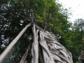 Twisted-Tree-Trunk-Puerto-Vallarta-Photo-01