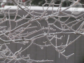 Frosted Branches