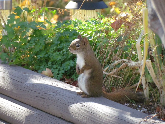 Red Squirrel sitting up on garden planter